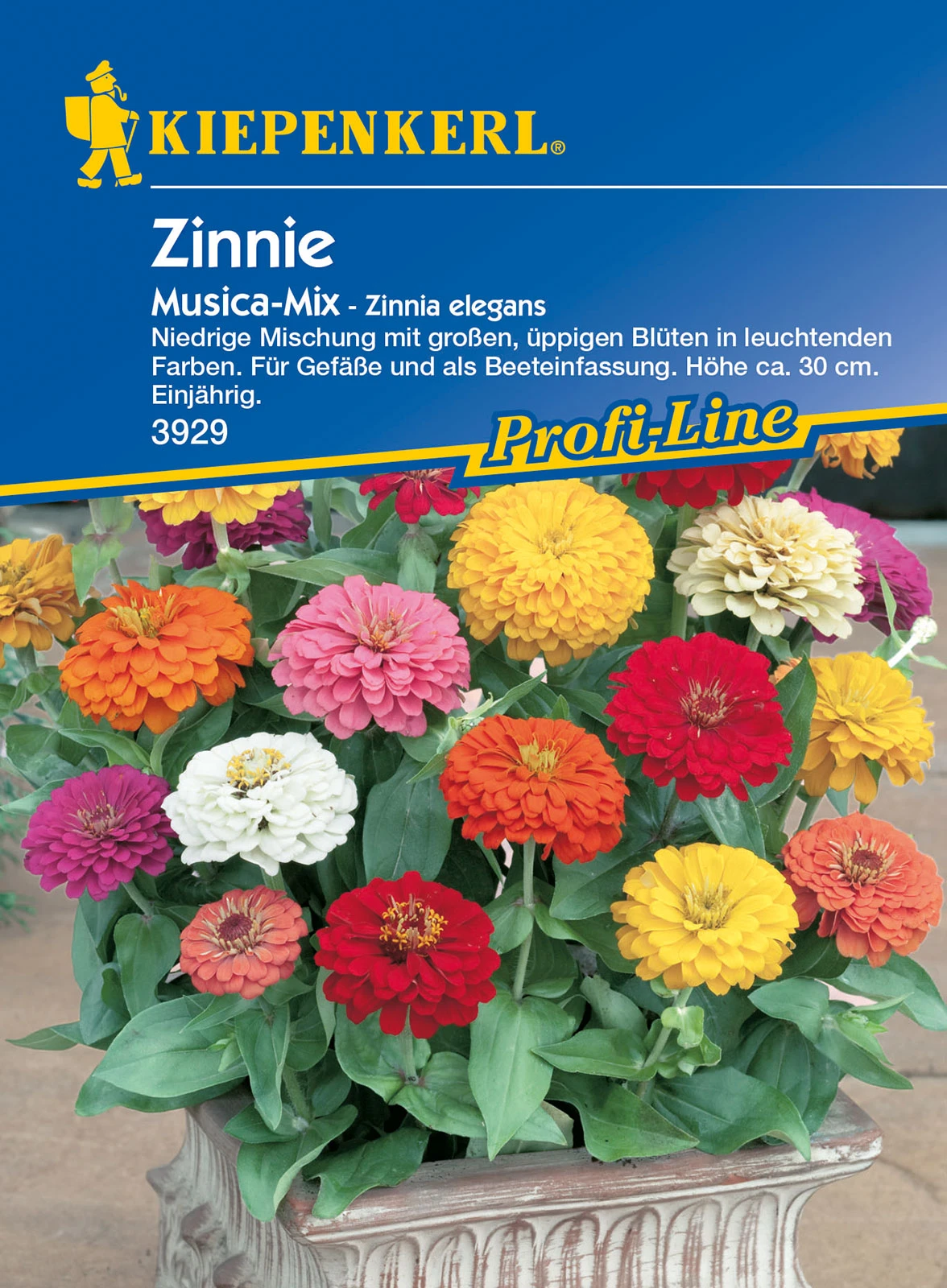 Zinnie Musica | Zinniensamen Von Kiepenkerl 1 Zinnie Musica | Zinniensamen Von Kiepenkerl