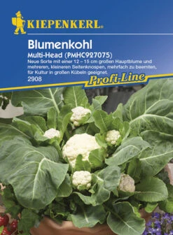 Blumenkohl Multi - Head F1 | Blumenkohlsamen Von Kiepenkerl