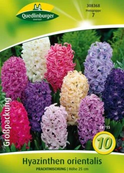 Hyazinthe Prachtmischung (10 Stück) | Hyazinthenzwiebeln Von Quedlinburger