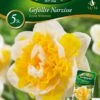 Narzisse Doktor Witteveen (5 Stück) | Narzissenzwiebeln Von Quedlinburger