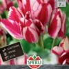 Tulpe Flaming Club (7 Stück) | Mehrblütige Tulpen Von Sperli