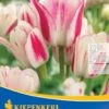 Mehrblütige Tulpe Candy Club (7 Stück) | Tulpenzwiebeln Von Kiepenkerl