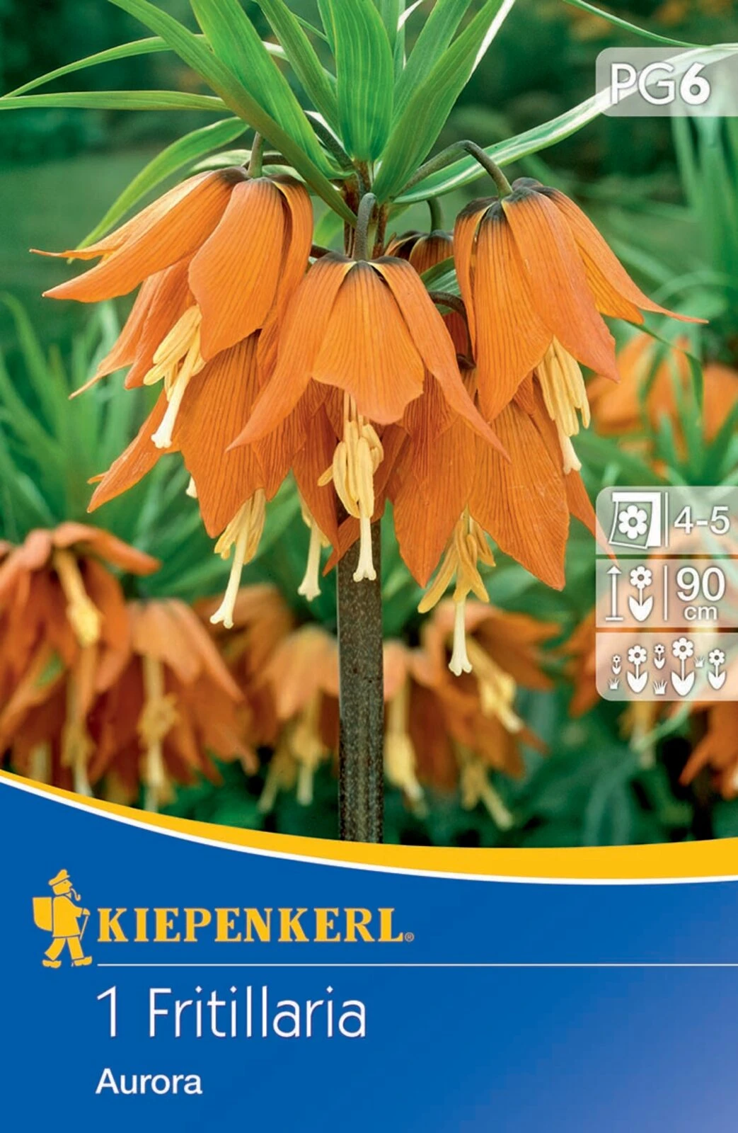 Kaiserkrone Aurora (1 Stück) | Kaiserkronenzwiebeln Von Kiepenkerl 1 Kaiserkrone Aurora (1 Stück) | Kaiserkronenzwiebeln Von Kiepenkerl