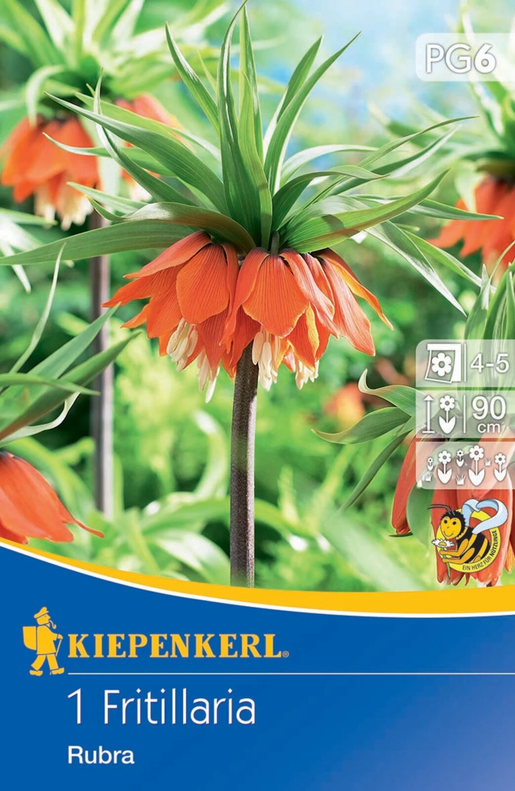 Kaiserkrone Rubra (1 Stück) | Kaiserkronenzwiebeln Von Kiepenkerl 1 Kaiserkrone Rubra (1 Stück) | Kaiserkronenzwiebeln Von Kiepenkerl