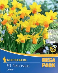 Mega-Pack Narzisse Jetfire (21 Stück) | Narzissenzwiebeln Von Kiepenkerl