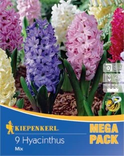 Mega-Pack Hyazinthe Mischung (9 Stück) | Hyazinthenzwiebeln Von Kiepenkerl