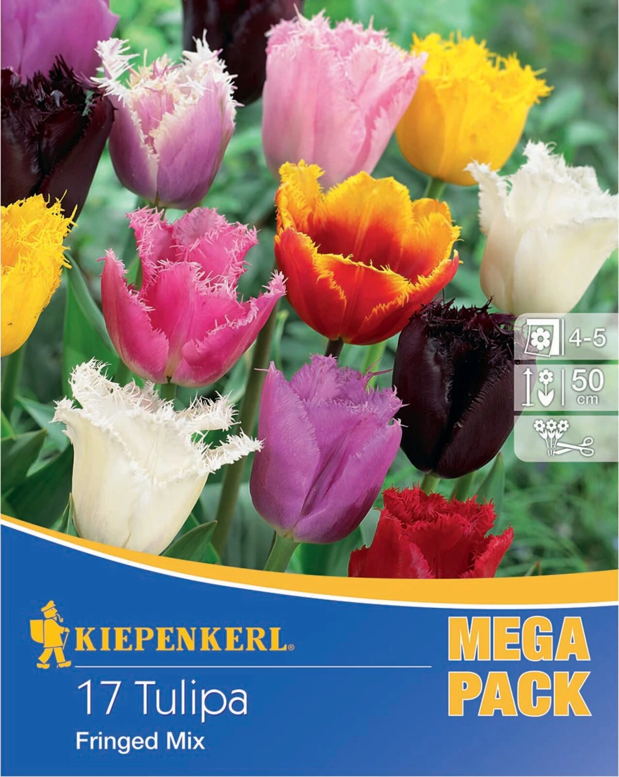 Mega-Pack Gefranste Tulpe Mischung (17 Stück) | Tulpenzwiebeln Von Kiepenkerl 2 Mega-Pack Gefranste Tulpe Mischung (17 Stück) | Tulpenzwiebeln Von Kiepenkerl – Bild 2