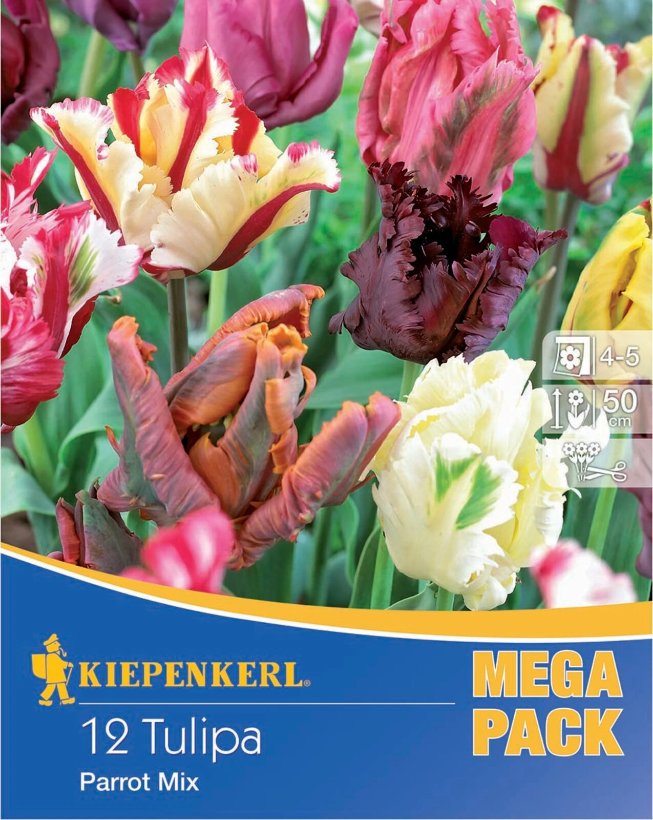 Mega-Pack Papagei Tulpe Papageien Mischung (12 Stück) | Tulpenzwiebeln Von Kiepenkerl 1 Mega-Pack Papagei Tulpe Papageien Mischung (12 Stück) | Tulpenzwiebeln Von Kiepenkerl