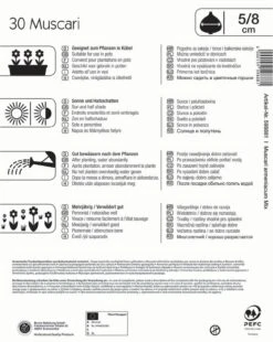 Mega-Pack Traubenhyazinthe Mischung (30 Stück) | Hyazinthenzwiebeln Von Kiepenkerl