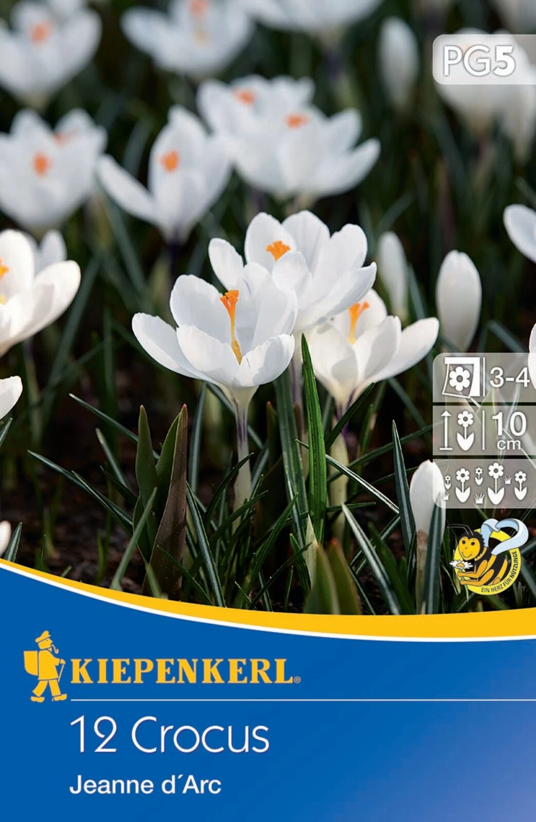 Großblumiger Krokus Jeanne D`Arc (12 Stück) | Krokuszwiebeln Von Kiepenkerl 2 Großblumiger Krokus Jeanne D`Arc (12 Stück) | Krokuszwiebeln Von Kiepenkerl – Bild 2