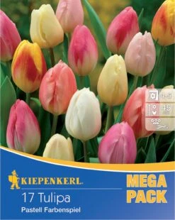 Mega-Pack Triumph-Tulpe Pastell Farbenspiel (17 Stück) | Tulpenzwiebeln Von Kiepenkerl