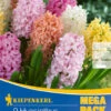 Mega-Pack Hyazinthe Pastell Mischung (9 Stück) | Hyazinthenzwiebeln Von Kiepenkerl