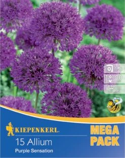 Mega-Pack Zierlauch Purple Sensation (15 Stück) | Alliumzwiebeln Von Kiepenkerl