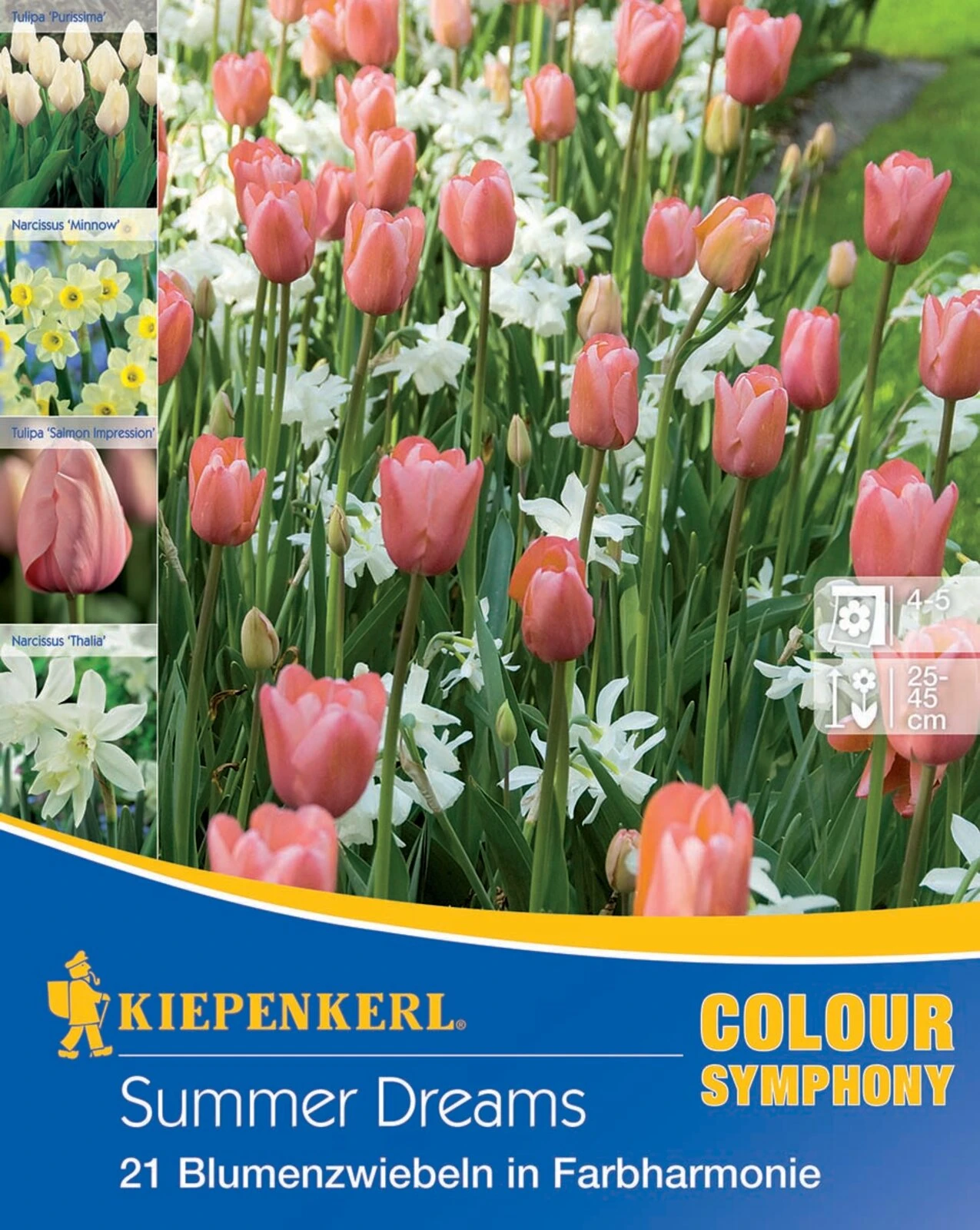 Colour Symphony Summer Dreams (21 Stück) | Blumenzwiebelmischungen Von Kiepenkerl 2 Colour Symphony Summer Dreams (21 Stück) | Blumenzwiebelmischungen Von Kiepenkerl – Bild 2
