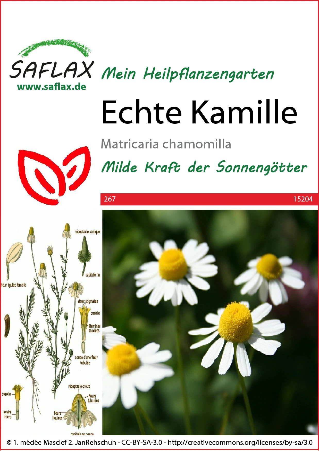 Echte Kamille | Kamillesamen Von Saflax 2 Echte Kamille | Kamillesamen Von Saflax – Bild 2