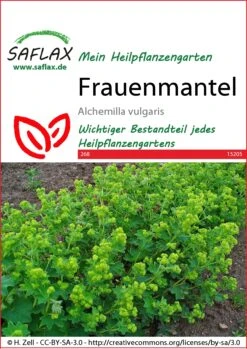 Frauenmantel | Heilpflanzensamen Von Saflax