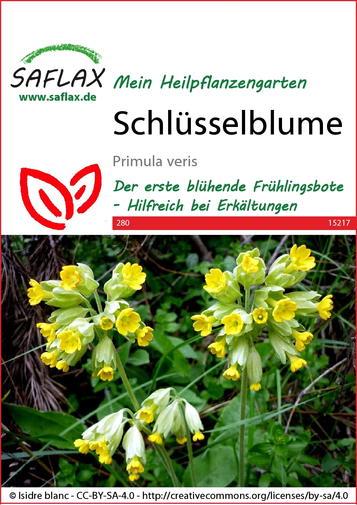 Schlüsselblume | Heilpflanzensamen Von Saflax 1 Schlüsselblume | Heilpflanzensamen Von Saflax