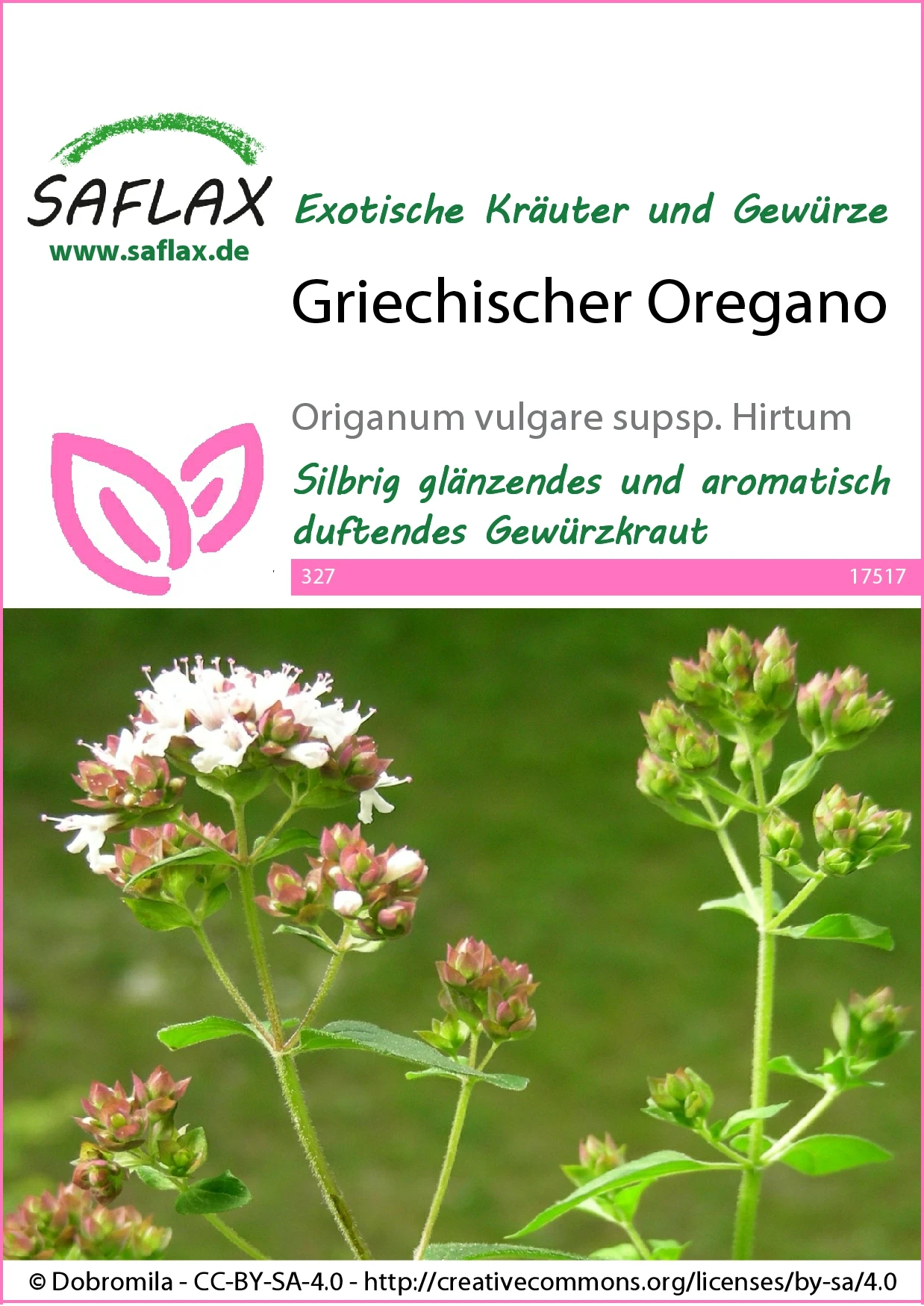 Griechischer Oregano | Oreganosamen Von Saflax 2 Griechischer Oregano | Oreganosamen Von Saflax – Bild 2