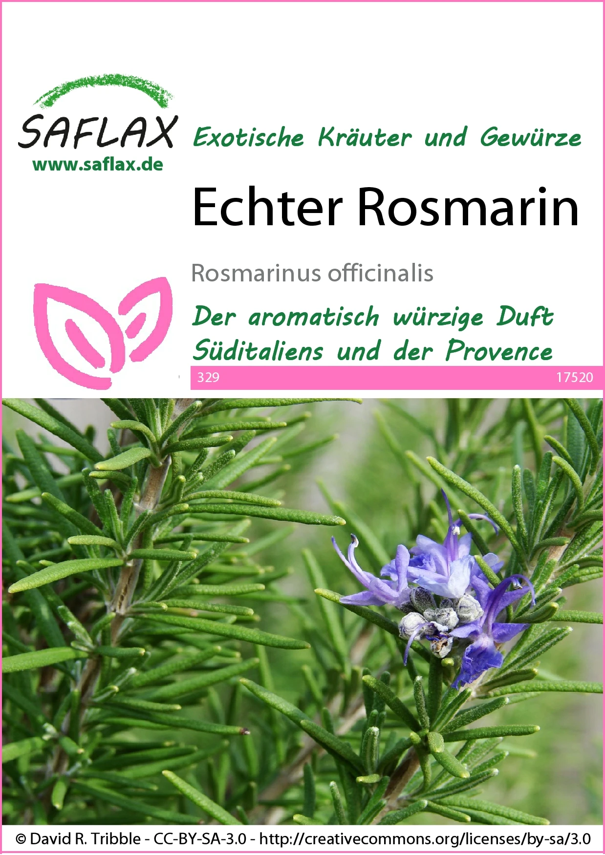 Echter Rosmarin | Rosmarinsamen Von Saflax 1 Echter Rosmarin | Rosmarinsamen Von Saflax