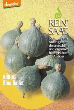 Kürbis Blue Ballet | BIO Kürbissamen Von Reinsaat