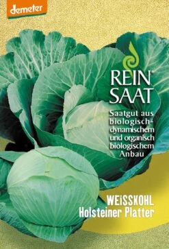 Weißkraut Holsteiner Platter | BIO Weißkohlsamen Von Reinsaat