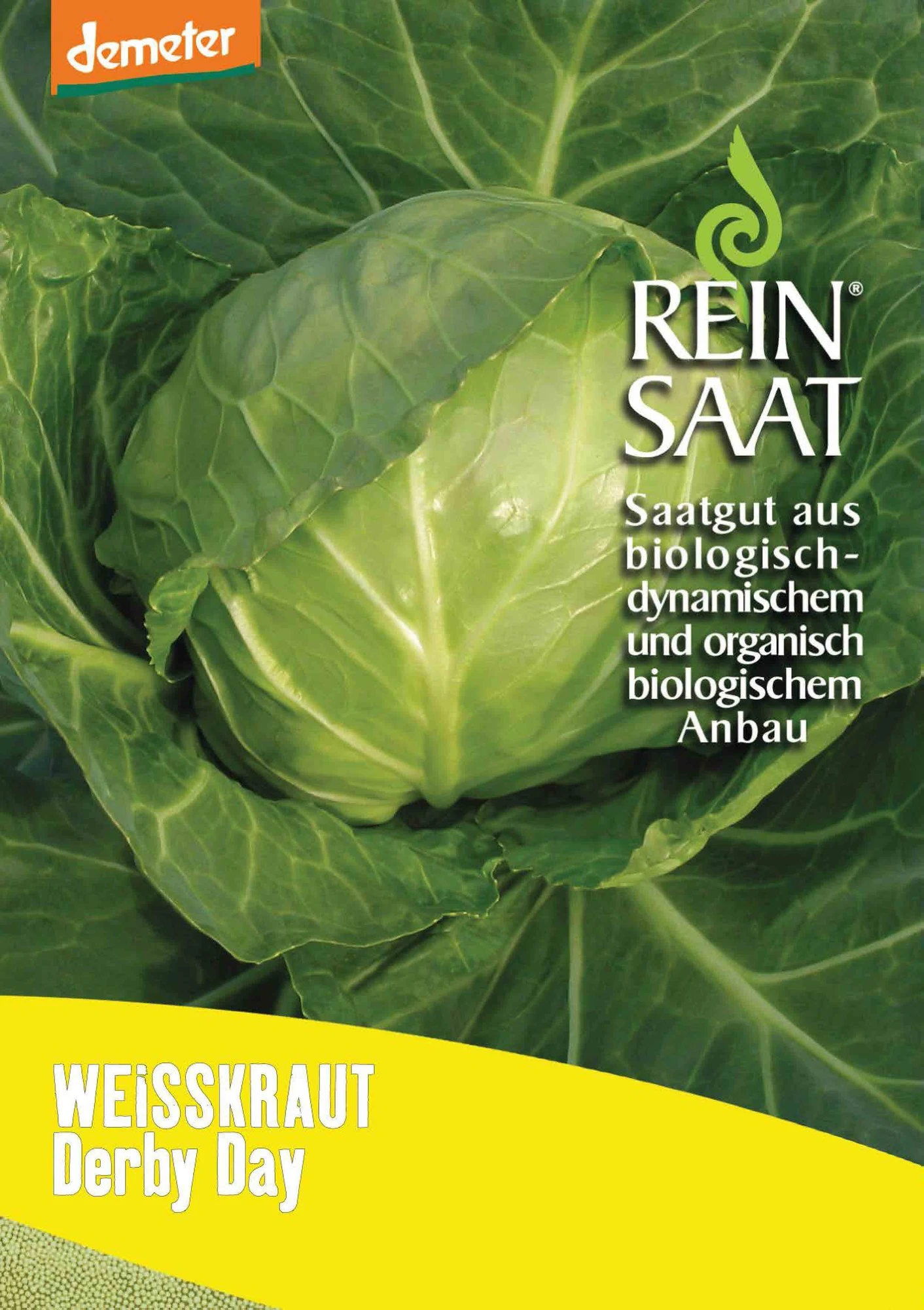 Weißkraut Derby Day | BIO Weißkohlsamen Von Reinsaat 1 Weißkraut Derby Day | BIO Weißkohlsamen Von Reinsaat