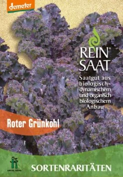 Grünkohl Roter Grünkohl | BIO Grünkohlsamen Von Reinsaat