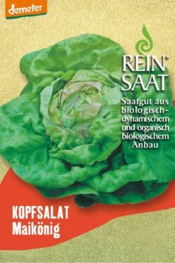 Kopfsalat Maikönig | BIO Kopfsalatsamen Von Reinsaat