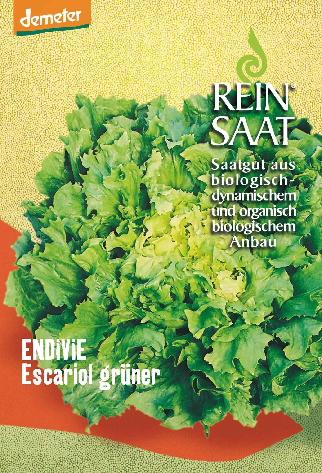 Endivie Escariol Grüner | BIO Endiviensalatsamen Von Reinsaat 1 Endivie Escariol Grüner | BIO Endiviensalatsamen Von Reinsaat
