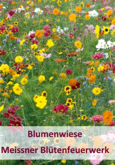 Meissner Blütenfeuerwerk (100 G) | Bienenwiese Von Küpper 1 Meissner Blütenfeuerwerk (100 G) | Bienenwiese Von Küpper