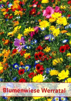 Blumenwiese Werratal (1 Kg) | Insektenwiese Von Küpper