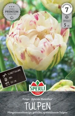 Tulpe Danceline (5 Stück) | Tulpenzwiebeln Von Sperli