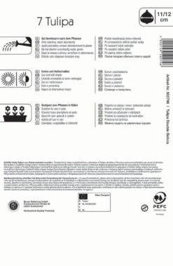 Mehrblütige Tulpe Belicia (7 Stück) | Tulpenzwiebeln Von Kiepenkerl