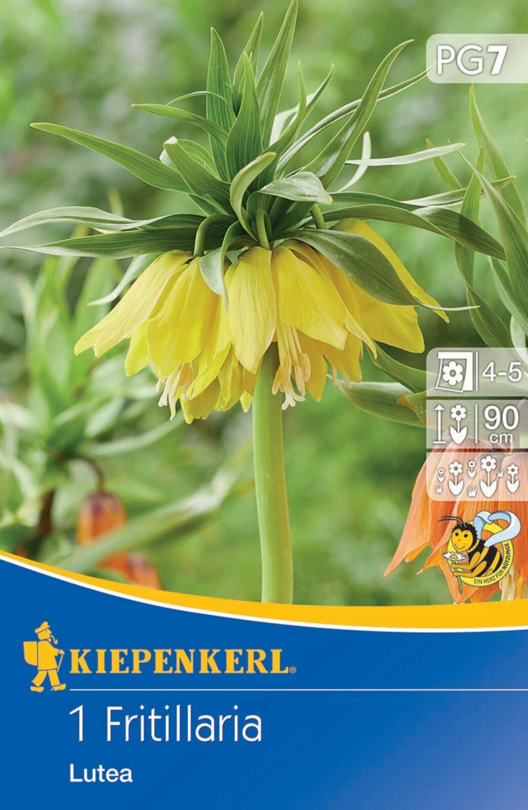 Kaiserkrone Lutea (1 Stück) | Kaiserkronenzwiebeln Von Kiepenkerl 2 Kaiserkrone Lutea (1 Stück) | Kaiserkronenzwiebeln Von Kiepenkerl – Bild 2