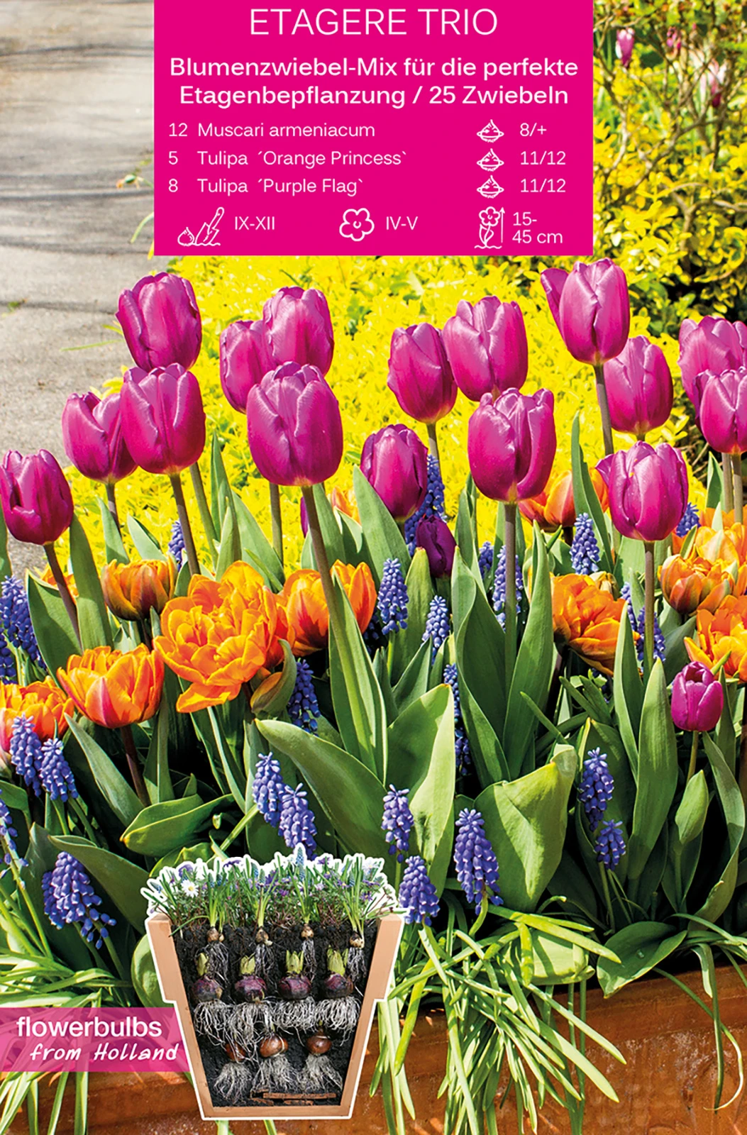 Etagere Trio (25 Stück) | Blumenzwiebelmischungen Von Young Generation 1 Etagere Trio (25 Stück) | Blumenzwiebelmischungen Von Young Generation