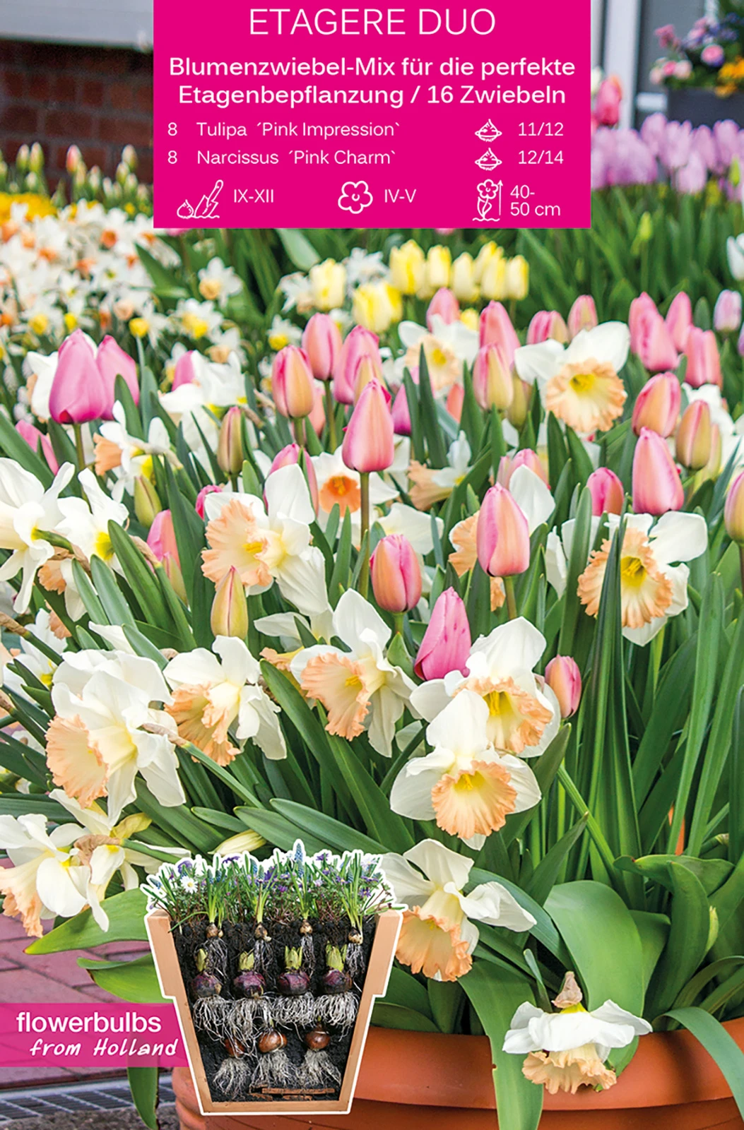 Etagere Duo (16 Stück) | Blumenzwiebelmischungen Von Young Generation 1 Etagere Duo (16 Stück) | Blumenzwiebelmischungen Von Young Generation