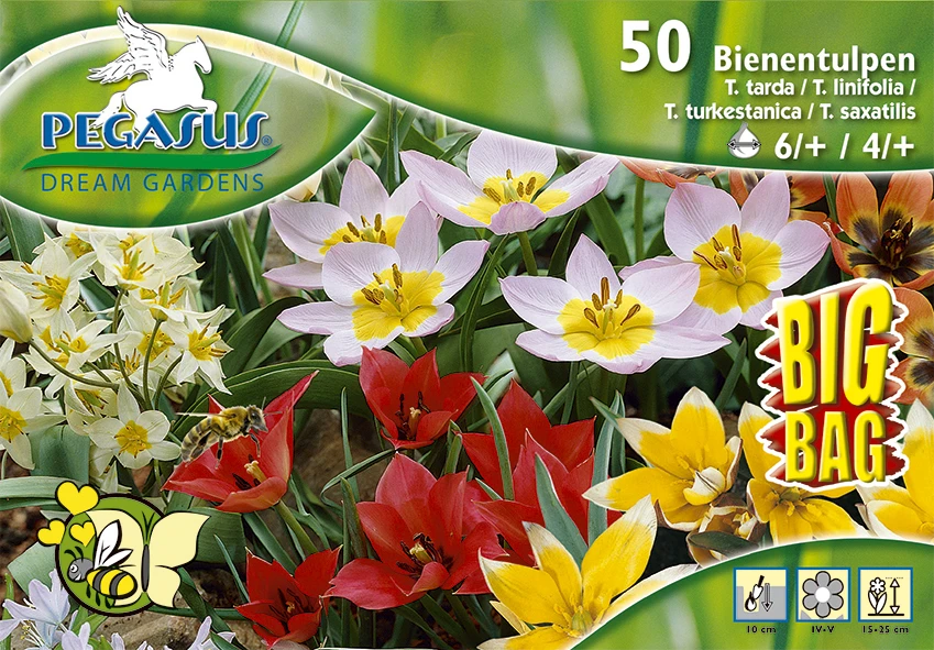Bienentulpe Mix Mega-Pack (50 Stück) | Tulpenzwiebeln Von Pegasus 2 Bienentulpe Mix Mega-Pack (50 Stück) | Tulpenzwiebeln Von Pegasus – Bild 2