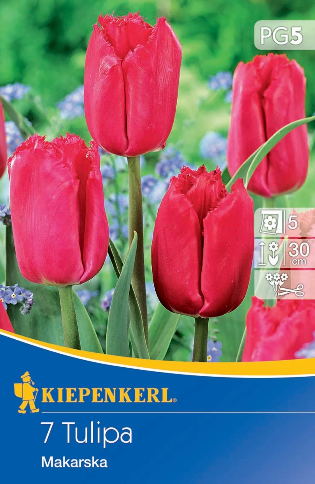 Gefranste Tulpe Makarska (7 Stück) | Tulpenzwiebeln Von Kiepenkerl 1 Gefranste Tulpe Makarska (7 Stück) | Tulpenzwiebeln Von Kiepenkerl