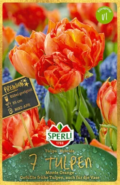 Tulpe Monte Orange (7 Stück) | Tulpenzwiebeln Von Sperli