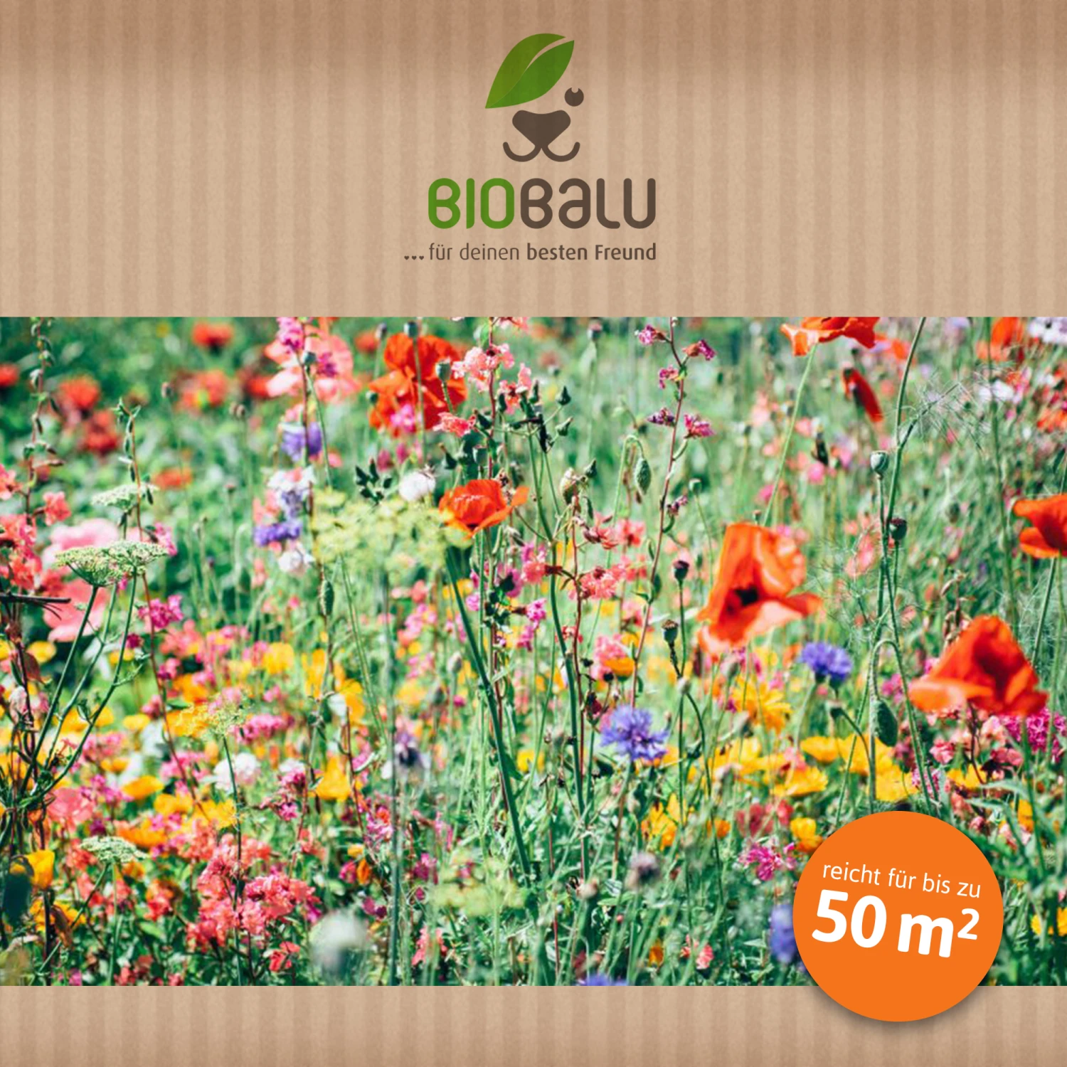 Bienenweide Region Nord-West (mehrjährig, 50 G) | Bienenwiese Von Biobalu 4 Bienenweide Region Nord-West (mehrjährig, 50 G) | Bienenwiese Von Biobalu – Bild 4