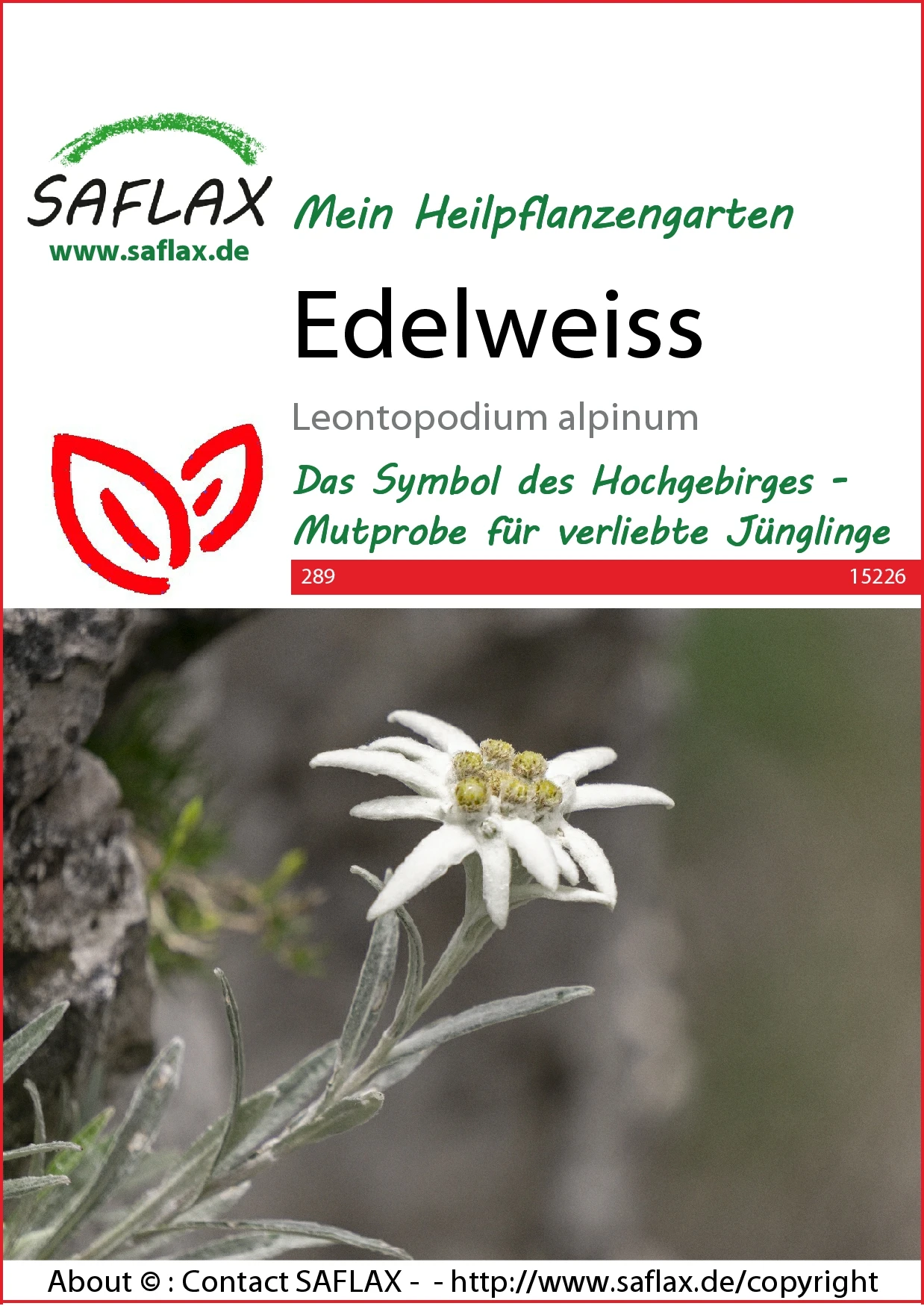 Edelweiss | Wildblumensamen Von Saflax 2 Edelweiss | Wildblumensamen Von Saflax – Bild 2