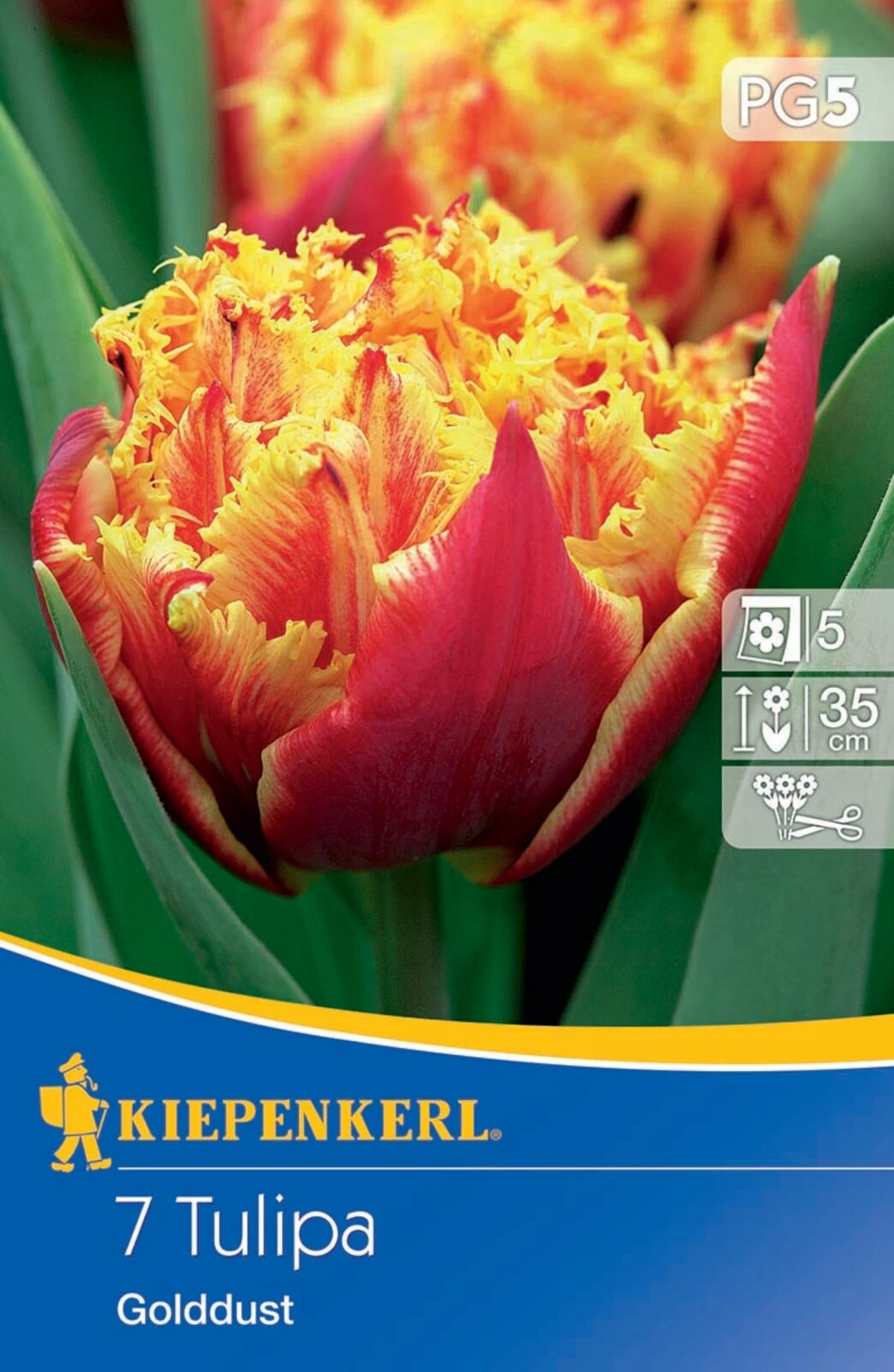 Gefranste Tulpe Golddust (7 Stück) | Tulpenzwiebeln Von Kiepenkerl 1 Gefranste Tulpe Golddust (7 Stück) | Tulpenzwiebeln Von Kiepenkerl