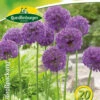 Allium Purple Sensation (18 Stück) | Alliumzwiebeln Von Quedlinburger