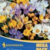 Mega-Pack Wildkrokusmischung (40 Stück) | Krokuszwiebeln Von Kiepenkerl