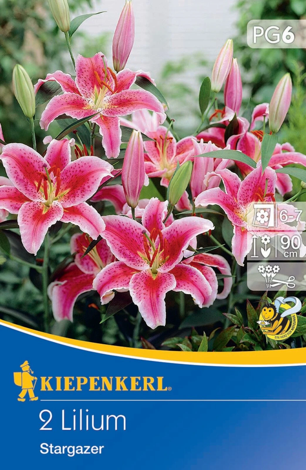 Oriental-Lilie Stargazer (2 Stück) | Lilienzwiebeln Von Kiepenkerl 2 Oriental-Lilie Stargazer (2 Stück) | Lilienzwiebeln Von Kiepenkerl – Bild 2