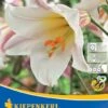Trompetenlilie Lilium Regale (2 Stück) | Lilienzwiebeln Von Kiepenkerl