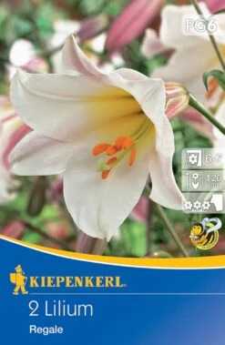 Trompetenlilie Lilium Regale (2 Stück) | Lilienzwiebeln Von Kiepenkerl