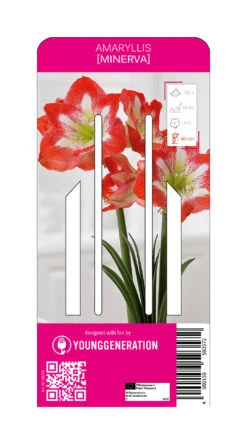 Ritterstern Minerva (1 Stück) | Amaryllis Von Young Generation