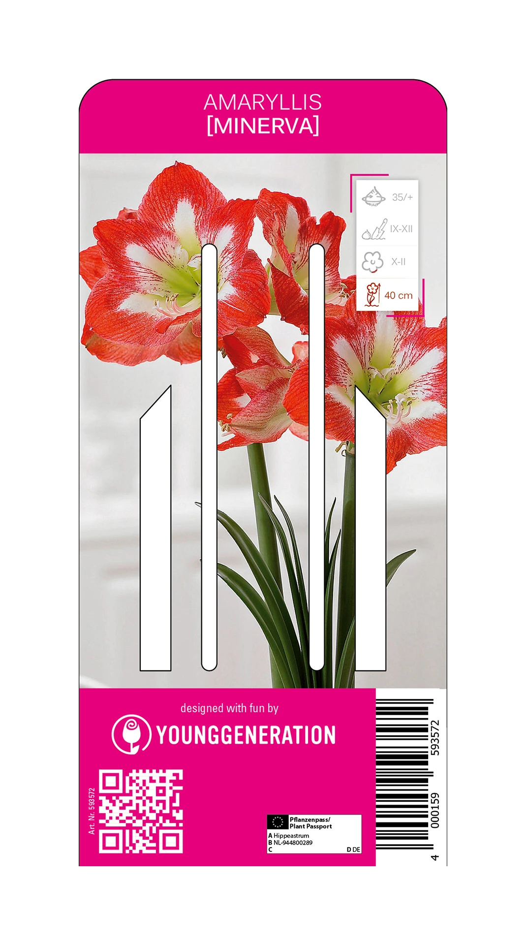 Ritterstern Minerva (1 Stück) | Amaryllis Von Young Generation 1 Ritterstern Minerva (1 Stück) | Amaryllis Von Young Generation