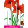 Ritterstern Orange Souvereign (1 Stück) | Amaryllis Von Young Generation
